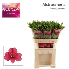Alstroemeria Heartbreaker 75cm 50gr.
