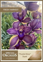Cymbidium Painted Purple Glow 60cm