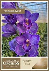 Cymbidium Painted Violet 70cm