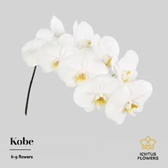 Phalaenopsis Kobe 55cm 7+