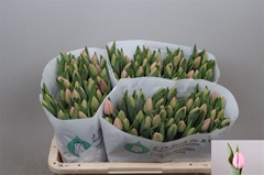 Tulip Single Tresor 35cm 33gr.