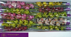 Cymbidium Mini Mix 60cm