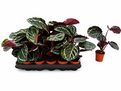 Calathea Dottie 7Ø 17cm