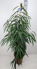Ficus Alii 27Ø 150cm
