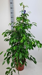 Ficus Benjamina Exotica 27Ø 150cm