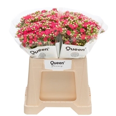 Kalanchoe Sensual Pink Meadow 40cm