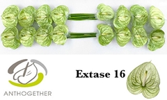 Anthurium Extase 11cm Hd