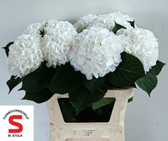 Hydrangea White Verena 80cm 21-23cm Hd