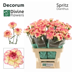 Dianthus Single Spritz 60cm