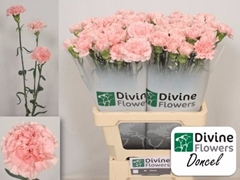 Dianthus Single Doncel 60cm