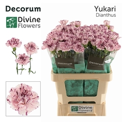 Dianthus Single Yukari 60cm
