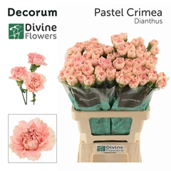 Dianthus Single Pastel Crimea 60cm