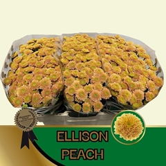 Chrysanth Santini Ellison Peach 55cm 44gr.