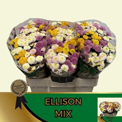 Chrysanth Santini Pompon Mix Per Bunch 55cm 44gr.