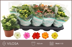 Kalanchoe Double Mix 10Ø 23cm