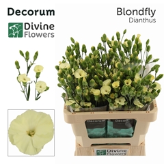 Dianthus Spray Single Solandis Blondfly 60cm