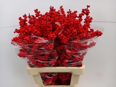 Ilex Verticillata 70cm