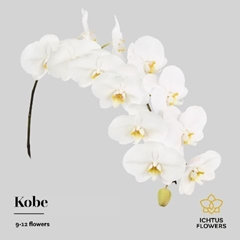 Phalaenopsis Kobe 80cm 10+