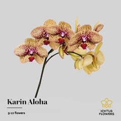 Phalaenopsis Karin Aloha 65cm 9+