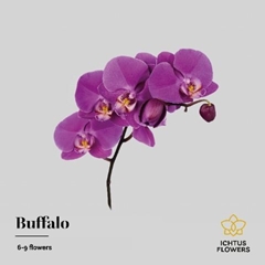Phalaenopsis Buffalo 55cm 7+