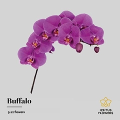 Phalaenopsis Buffalo 75cm 9+