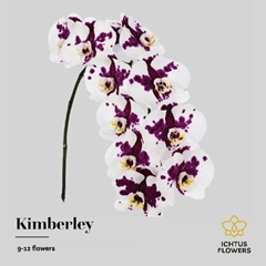 Phalaenopsis Kimberley 75cm 9+