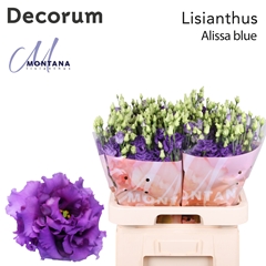 Eustoma Double Alissa Blue 70cm
