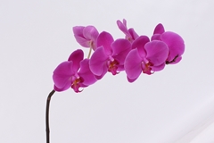 Phalaenopsis Chiangmai 35cm 5+