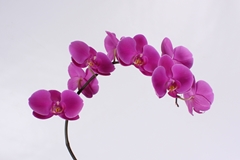 Phalaenopsis Chiangmai 65cm 9+