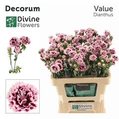 Dianthus Fiorino Value 60cm