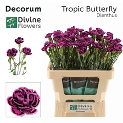 Dianthus Tropic Butterfly 60cm