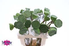Nelumbo Nucifera 60cm