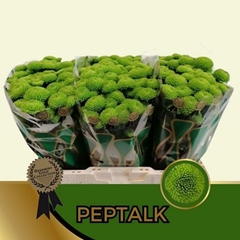 Chrysanth Santini Peptalk 55cm 48gr.