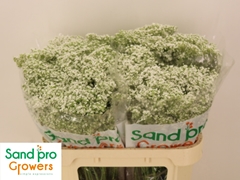 Gypsophila Paniculata Pearls Petite 70cm 15gr.