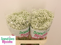 Gypsophila Paniculata Xlence 80cm 30gr.