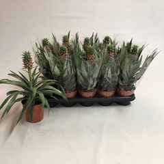 Ananas Mi Amigo 12Ø 30cm
