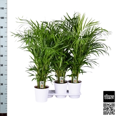 Dypsis Lutescens 18Ø 100cm