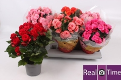 Begonia Double Mix 13Ø 30cm