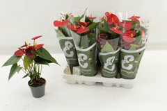 Anthurium Toreador 9Ø 30cm
