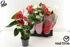 Anthurium Mix 4 Colours 17Ø 60cm