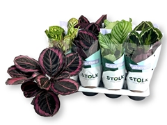 Calathea Mixed 5 Varietys 14Ø 45cm