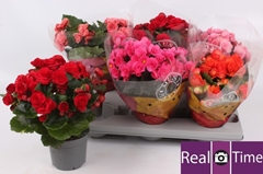 Begonia Double Mix 13Ø 28cm