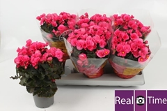 Begonia Double Adonia Pink 13Ø 28cm