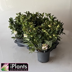 Helleborus Jwls Winterbells 17Ø 40cm