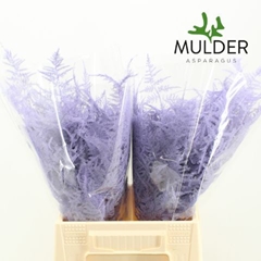 Asparagus Setaceus Painted Light Violet 45cm