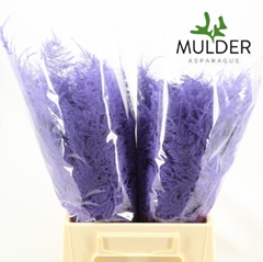 Asparagus Setaceus Painted Milka 45cm