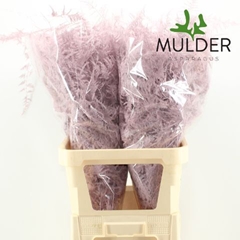 Asparagus Setaceus Painted Light Pink 85cm