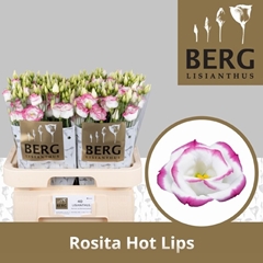 Eustoma Double Rosita Hot Lips 70cm