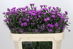 Aster Astee Karmijn 85cm 15gr.