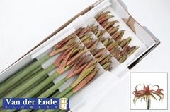 Hippeastrum Spider Tango 65cm